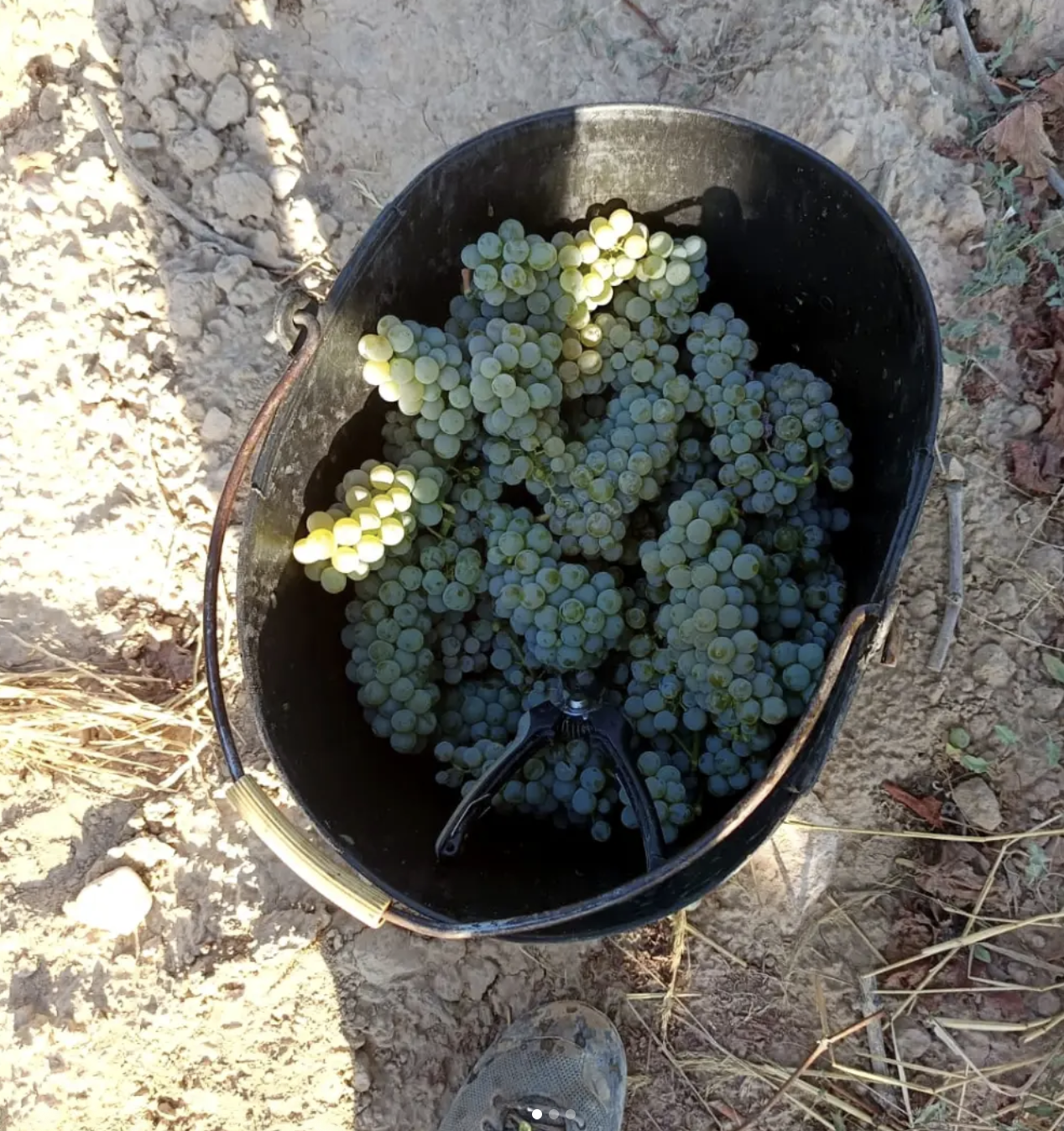 Verema 2026: matinades, calor i bon raïm